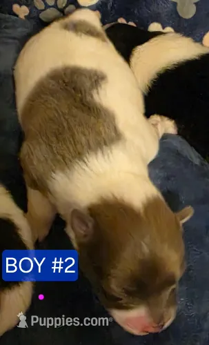 Boy 2 Eennie – Pomeranian puppy for sale in Moundville, AL