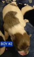 Boy 2 Eennie, a male Pomeranian for sale in Moundville, AL – 1 of 3
