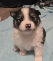 Boy 1 Moe, a male Pomeranian for sale in Moundville, AL – 4 of 8
