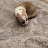 Female 1, a female Pembroke Welsh Corgi for sale in Bell, FL – Photo 2 of 2