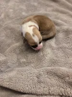 Female 1, a female Pembroke Welsh Corgi for sale in Bell, FL – Photo 2 of 2