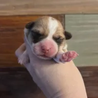 Female 1, a female Pembroke Welsh Corgi for sale in Bell, FL – Photo 1 of 2