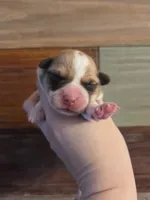 Female 1, a female Pembroke Welsh Corgi for sale in Bell, FL – Photo 1 of 2