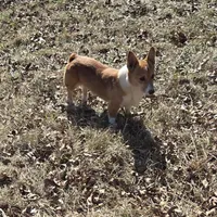 Izzy, a female Pembroke Welsh Corgi for sale in Bell, FL – Photo 3 of 3