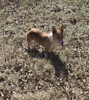 Izzy, a female Pembroke Welsh Corgi for sale in Bell, FL – Photo 3 of 3