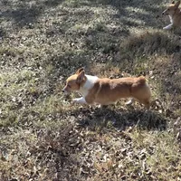 Izzy, a female Pembroke Welsh Corgi for sale in Bell, FL – Photo 2 of 3