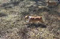 Izzy, a female Pembroke Welsh Corgi for sale in Bell, FL – Photo 2 of 3