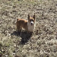 Izzy, a female Pembroke Welsh Corgi for sale in Bell, FL – Photo 1 of 3