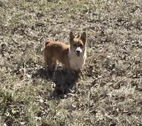 Izzy, a female Pembroke Welsh Corgi for sale in Bell, FL – Photo 1 of 3