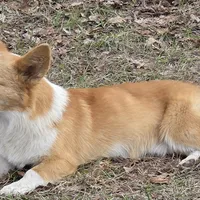 Freddy, a male Pembroke Welsh Corgi for sale in Bell, FL – Photo 1 of 3
