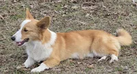 Freddy, a male Pembroke Welsh Corgi for sale in Bell, FL – Photo 1 of 3