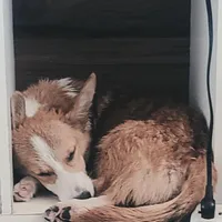 Freddy, a male Pembroke Welsh Corgi for sale in Bell, FL – Photo 3 of 3