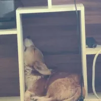 Freddy, a male Pembroke Welsh Corgi for sale in Bell, FL – Photo 2 of 3