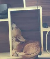 Freddy, a male Pembroke Welsh Corgi for sale in Bell, FL – Photo 2 of 3