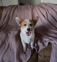 Stanley , a male Pembroke Welsh Corgi for sale in Bell, FL – Photo 4 of 5