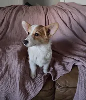 Stanley , a male Pembroke Welsh Corgi for sale in Bell, FL – Photo 2 of 5