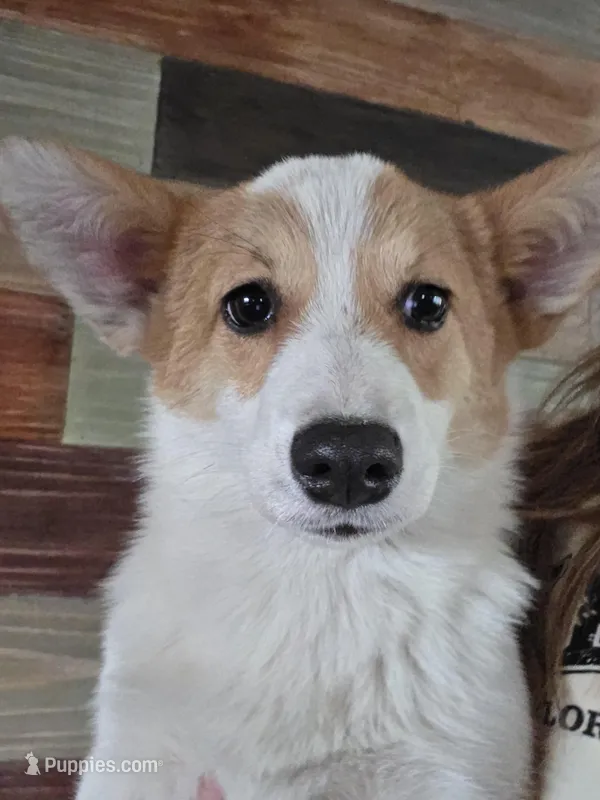 Stanley , a male Pembroke Welsh Corgi for sale in Bell, FL – Photo 1 of 5