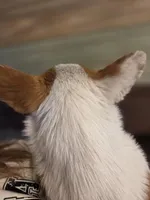 Stanley , a male Pembroke Welsh Corgi for sale in Bell, FL – Photo 5 of 5