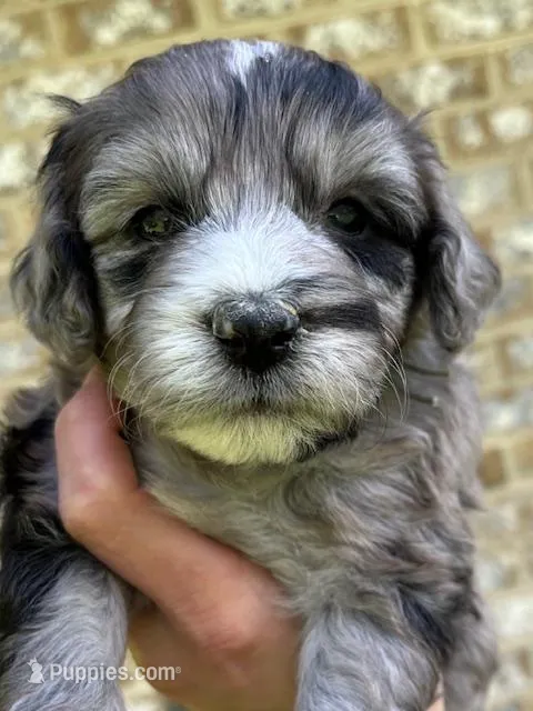 Shadow – Cavapoo, Poodle - Toy  puppy for sale in Roanoke, VA
