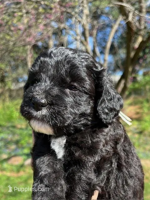 Murphy – Cavapoo, Poodle - Toy  puppy for sale in Roanoke, VA
