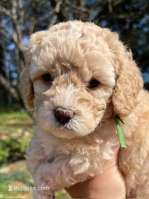 Graham  – Cavapoo, Poodle - Toy  puppy for sale in Roanoke, VA