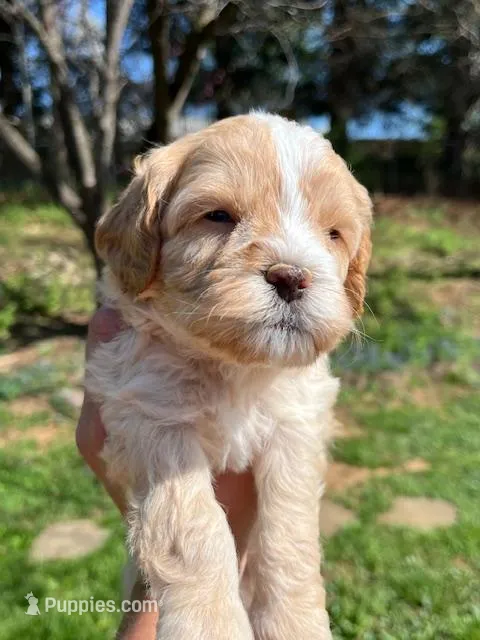 Thomas – Cavapoo, Poodle - Toy  puppy for sale in Roanoke, VA