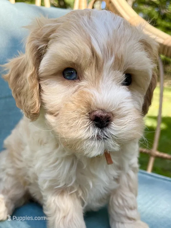 Thomas – Cavapoo, Poodle - Toy  puppy for sale in Roanoke, VA