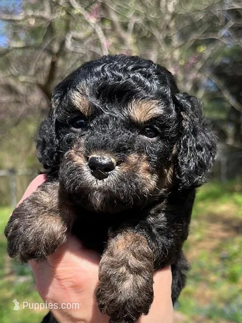 Max – Cavapoo, Poodle - Toy  puppy for sale in Roanoke, VA