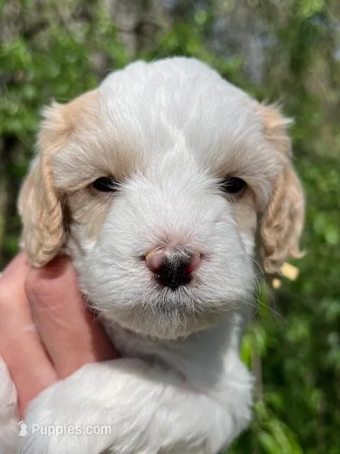 Levi – Cavapoo, Poodle - Toy  puppy for sale in Roanoke, VA