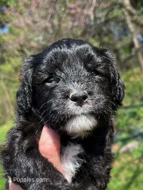Hugh – Cavapoo, Poodle - Toy  puppy for sale in Roanoke, VA