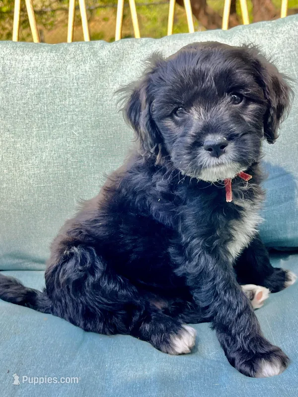 Hugh – Cavapoo, Poodle - Toy  puppy for sale in Roanoke, VA