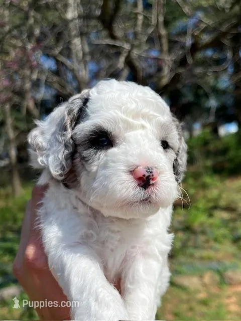 Paul – Cavapoo, Poodle - Toy  puppy for sale in Roanoke, VA
