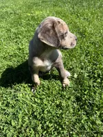 Canelo, a male Cane Corso for sale in Concord, CA – Photo 4 of 5