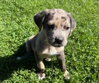 Canelo, a male Cane Corso for sale in Concord, CA – Photo 2 of 5