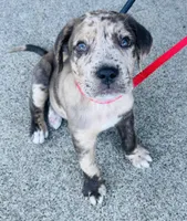 Canelo, a male Cane Corso for sale in Concord, CA – Photo 1 of 5