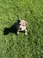 Canelo, a male Cane Corso for sale in Concord, CA – Photo 5 of 5