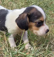 SUGAR , a female Beagle for sale in Henderson, NC – 1 of 3