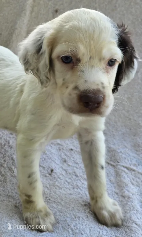 LILLY – English Setter puppy for sale in Henderson, NC