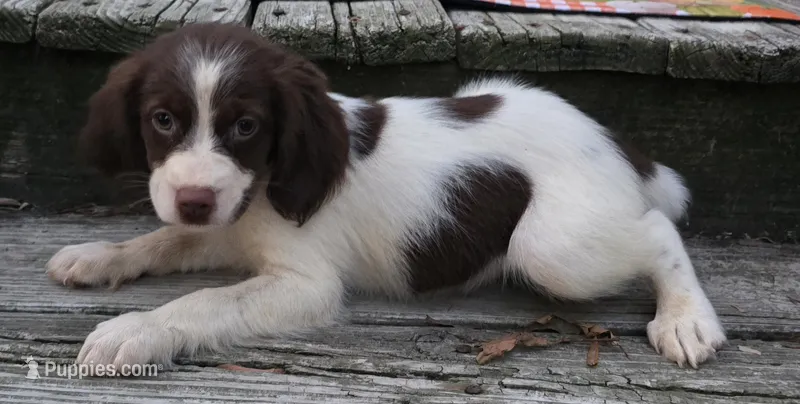 LILLY – Brittany puppy for sale in Henderson, NC