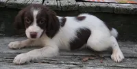LILLY, a female Brittany for sale in Henderson, NC – 1 of 2