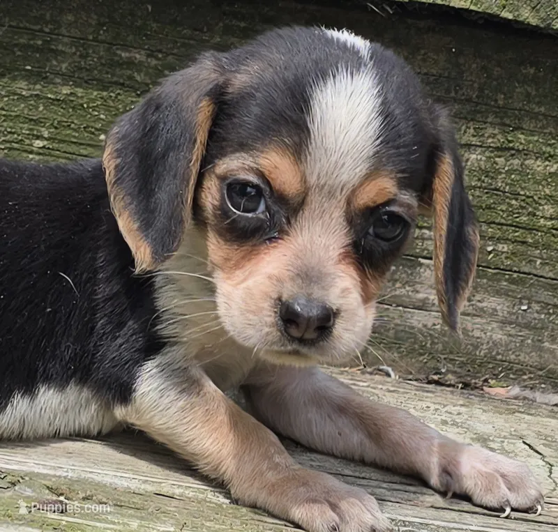LITTLE ANGEL – Beagle puppy for sale in Henderson, NC