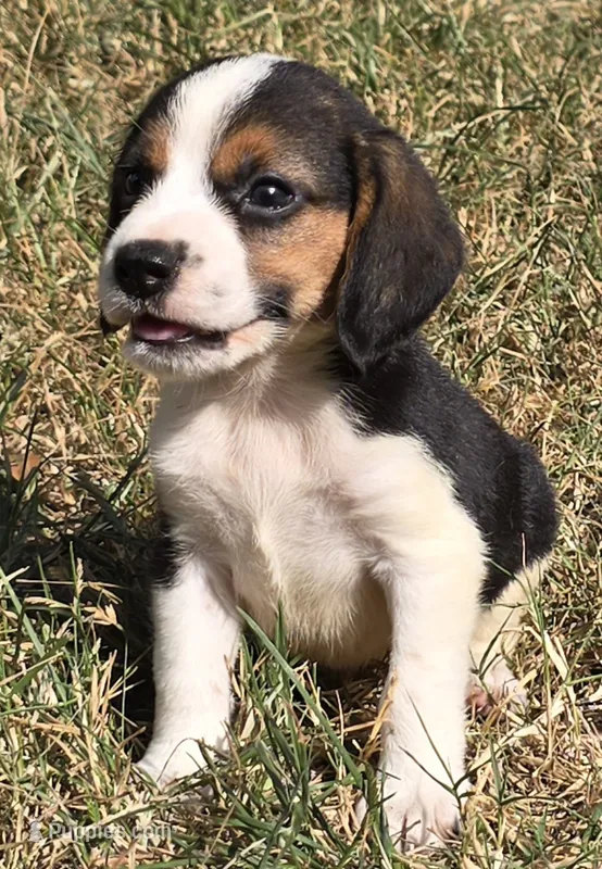 SNICKERS  – Beagle puppy for sale in Henderson, NC