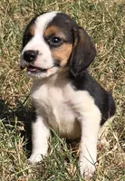 SNICKERS , a male Beagle for sale in Henderson, NC – 1 of 1