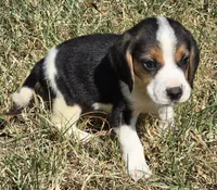 SNICKERS , a male Beagle for sale in Henderson, NC – 2 of 2
