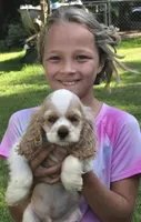HARLEY, a male Cocker Spaniel for sale in Henderson, NC – 4 of 4
