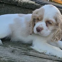 FROSTY, a male Cocker Spaniel for sale in Henderson, NC – Photo 3 of 3