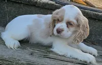 processed/3496d0da-5dd1-4401-be69-99aa8d20bbad/listing/1d5cb4bf-e6dc-4a0d-b7aa-591ec073fabd/483c4d2a-c623-4708-9fbf-0609ae5118fb