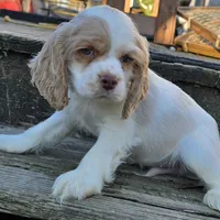 FROSTY, a male Cocker Spaniel for sale in Henderson, NC – Photo 2 of 3