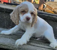 processed/3496d0da-5dd1-4401-be69-99aa8d20bbad/listing/1d5cb4bf-e6dc-4a0d-b7aa-591ec073fabd/4a249f7d-0463-43e2-9ffe-f5f89c54399a