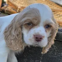 FROSTY, a male Cocker Spaniel for sale in Henderson, NC – Photo 1 of 3